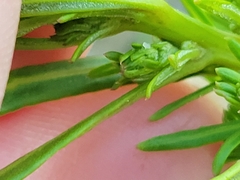 Oxybasis rubra rubra