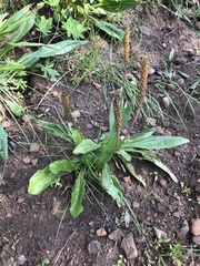 Plantago tweedyi