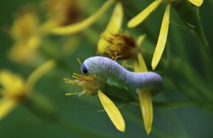 Tenthredo rubricoxis