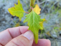 Oxybasis rubra rubra