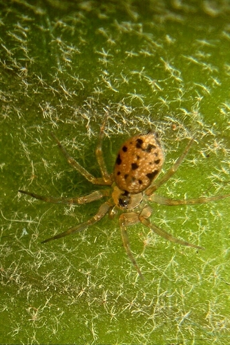 Wall Spider