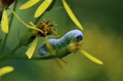 Tenthredo rubricoxis