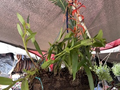 Tillandsia leiboldiana