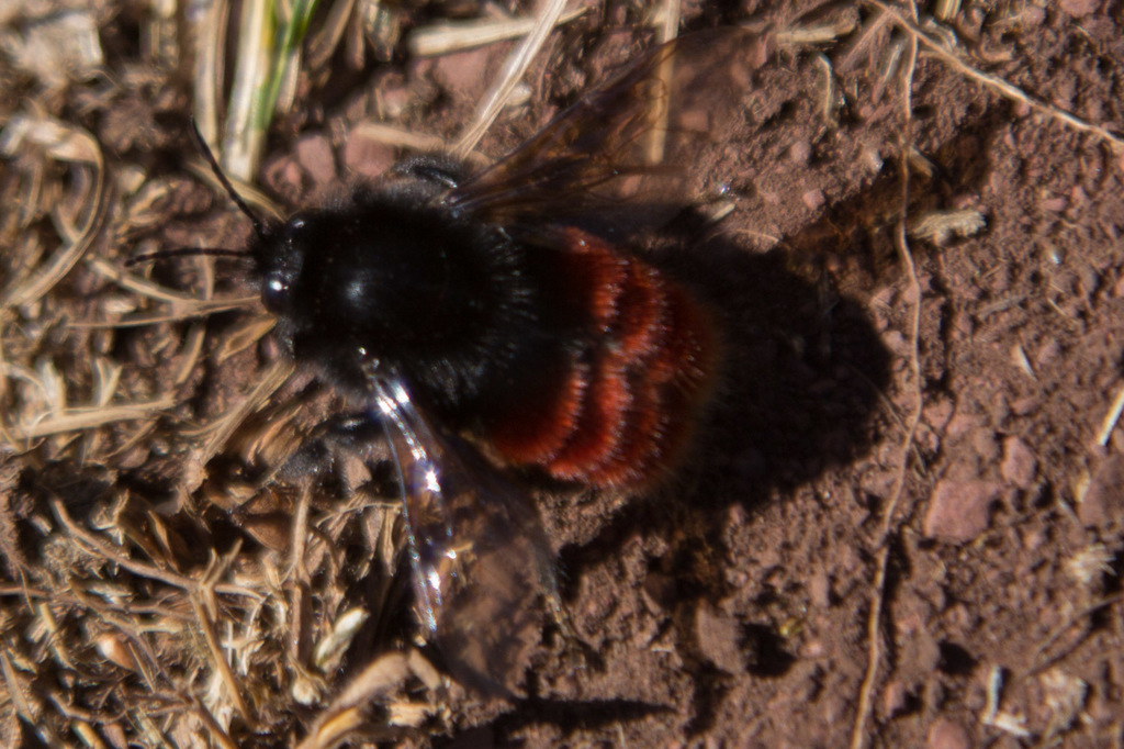 Scarlet-tailed Bumble Bee