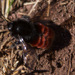 Scarlet-tailed Bumble Bee - Photo (c) avocat, some rights reserved (CC BY-NC), uploaded by avocat