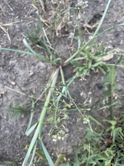Capsella bursa-pastoris