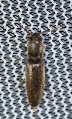 Agriotes oblongicollis