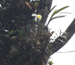 Sobralia citrea