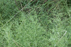 Cycloloma atriplicifolium