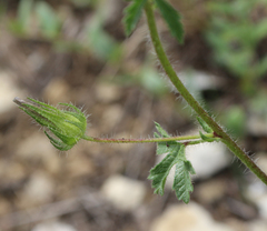 Malvalthaea transcaucasica