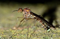Sylvicola undulatus