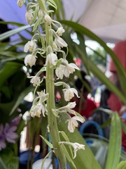 Calanthe calanthoides