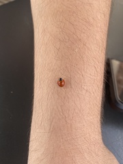 Cycloneda sanguinea