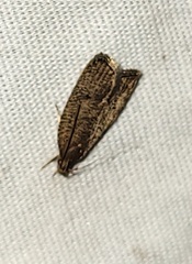 Psilocorsis quercicella