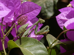 Sphodromantis viridis