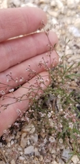 Eriogonum spergulinum