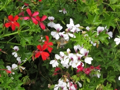 Macroglossum stellatarum