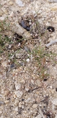 Eriogonum spergulinum