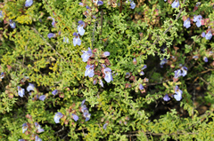 Salvia dentata