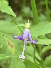 Campanula prenanthoides