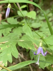 Campanula prenanthoides