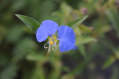 Commelina auriculata
