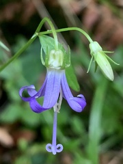 Campanula prenanthoides