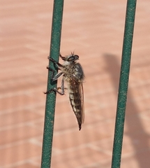 Promachus vexator