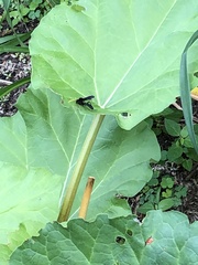 Gnamptopelta obsidianator