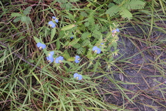 Commelina auriculata