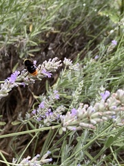 Bombus lapidarius