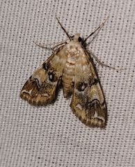 Elophila faulalis