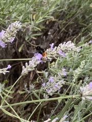 Bombus lapidarius