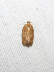 Argyrotaenia juglandana
