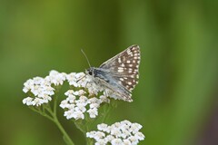 Muschampia tessellum