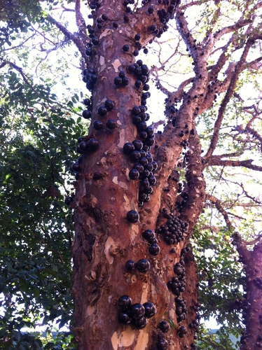 Jaboticaba (Plinia cauliflora)