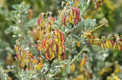 Wiborgia