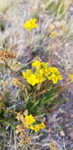 Image of Ivesia lycopodioides by (c) Katie Pearson, some rights reserved (CC BY)