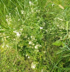 Galium asprellum
