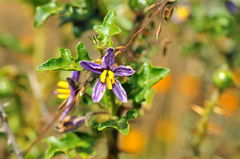 Solanum humile
