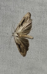 Aphomia fulminalis