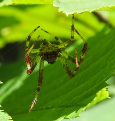 Araneus marmoreus