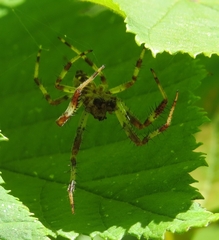 Araneus marmoreus