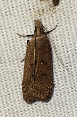 Dichomeris ventrellus