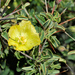 Yellow Bushmancandle - Photo (c) Cheng-Tao Lin, some rights reserved (CC BY), uploaded by Cheng-Tao Lin