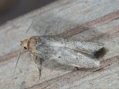 Holcocera chalcofrontella