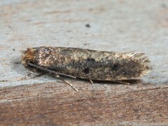 Niditinea orleansella