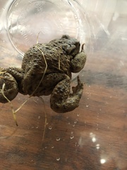 Bufo bufo