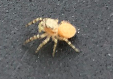Salticidae