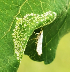 Argyresthia curvella